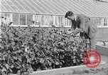 Image of Boll Weevil United States USA, 1930, second 45 stock footage video 65675028376