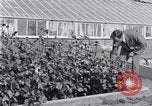 Image of Boll Weevil United States USA, 1930, second 47 stock footage video 65675028376