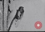 Image of harmful insects United States USA, 1930, second 18 stock footage video 65675028377