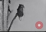 Image of harmful insects United States USA, 1930, second 19 stock footage video 65675028377