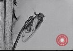 Image of harmful insects United States USA, 1930, second 20 stock footage video 65675028377