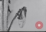 Image of harmful insects United States USA, 1930, second 21 stock footage video 65675028377
