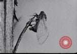 Image of harmful insects United States USA, 1930, second 22 stock footage video 65675028377