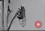 Image of harmful insects United States USA, 1930, second 23 stock footage video 65675028377