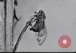 Image of harmful insects United States USA, 1930, second 24 stock footage video 65675028377