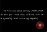 Image of harmful insects United States USA, 1930, second 39 stock footage video 65675028377