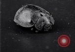 Image of harmful insects United States USA, 1930, second 42 stock footage video 65675028377