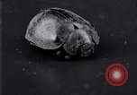 Image of harmful insects United States USA, 1930, second 43 stock footage video 65675028377