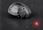 Image of harmful insects United States USA, 1930, second 44 stock footage video 65675028377