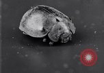 Image of harmful insects United States USA, 1930, second 45 stock footage video 65675028377