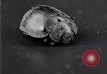 Image of harmful insects United States USA, 1930, second 46 stock footage video 65675028377
