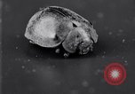 Image of harmful insects United States USA, 1930, second 47 stock footage video 65675028377