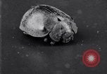 Image of harmful insects United States USA, 1930, second 48 stock footage video 65675028377