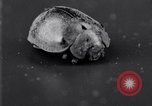 Image of harmful insects United States USA, 1930, second 50 stock footage video 65675028377