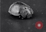 Image of harmful insects United States USA, 1930, second 51 stock footage video 65675028377
