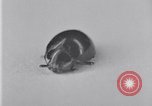 Image of harmful insects United States USA, 1930, second 52 stock footage video 65675028377