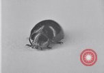 Image of harmful insects United States USA, 1930, second 54 stock footage video 65675028377