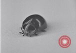 Image of harmful insects United States USA, 1930, second 55 stock footage video 65675028377
