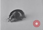 Image of harmful insects United States USA, 1930, second 56 stock footage video 65675028377