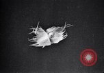 Standbild Boll Weevil Tilgung United States USA, 1921, aus Sekunde 27 historischem Filmmaterial Videoclip 65675028383