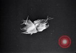 Standbild Boll Weevil Tilgung United States USA, 1921, aus Sekunde 31 historischem Filmmaterial Videoclip 65675028383