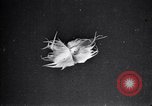 Standbild Boll Weevil Tilgung United States USA, 1921, aus Sekunde 38 historischem Filmmaterial Videoclip 65675028383