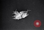 Standbild Boll Weevil Tilgung United States USA, 1921, aus Sekunde 39 historischem Filmmaterial Videoclip 65675028383