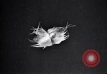 Standbild Boll Weevil Tilgung United States USA, 1921, aus Sekunde 42 historischem Filmmaterial Videoclip 65675028383