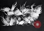 Standbild Boll Weevil Tilgung United States USA, 1921, aus Sekunde 45 historischem Filmmaterial Videoclip 65675028383