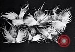 Standbild Boll Weevil Tilgung United States USA, 1921, aus Sekunde 47 historischem Filmmaterial Videoclip 65675028383