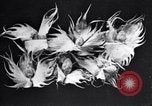 Standbild Boll Weevil Tilgung United States USA, 1921, aus Sekunde 49 historischem Filmmaterial Videoclip 65675028383