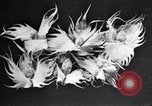 Standbild Boll Weevil Tilgung United States USA, 1921, aus Sekunde 52 historischem Filmmaterial Videoclip 65675028383