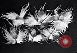 Standbild Boll Weevil Tilgung United States USA, 1921, aus Sekunde 53 historischem Filmmaterial Videoclip 65675028383