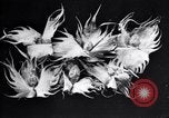 Standbild Boll Weevil Tilgung United States USA, 1921, aus Sekunde 54 historischem Filmmaterial Videoclip 65675028383