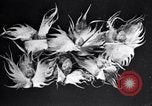 Standbild Boll Weevil Tilgung United States USA, 1921, aus Sekunde 58 historischem Filmmaterial Videoclip 65675028383