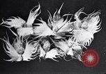 Standbild Boll Weevil Tilgung United States USA, 1921, aus Sekunde 59 historischem Filmmaterial Videoclip 65675028383