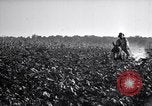 Image of Pesticide combat boll weevil United States USA, 1921, second 7 stock footage video 65675028385