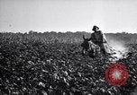 Image of Pesticide combat boll weevil United States USA, 1921, second 8 stock footage video 65675028385