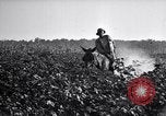 Image of Pesticide combat boll weevil United States USA, 1921, second 9 stock footage video 65675028385