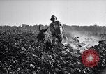 Image of Pesticide combat boll weevil United States USA, 1921, second 10 stock footage video 65675028385