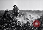 Image of Pesticide combat boll weevil United States USA, 1921, second 11 stock footage video 65675028385