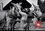 Image of Pesticide combat boll weevil United States USA, 1921, second 24 stock footage video 65675028385