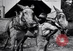 Image of Pesticide combat boll weevil United States USA, 1921, second 25 stock footage video 65675028385