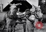 Image of Pesticide combat boll weevil United States USA, 1921, second 33 stock footage video 65675028385
