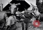 Image of Pesticide combat boll weevil United States USA, 1921, second 37 stock footage video 65675028385