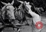 Image of Pesticide combat boll weevil United States USA, 1921, second 54 stock footage video 65675028385