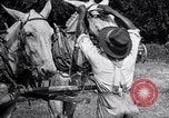 Image of Pesticide combat boll weevil United States USA, 1921, second 56 stock footage video 65675028385