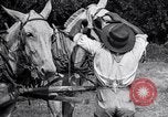 Image of Pesticide combat boll weevil United States USA, 1921, second 57 stock footage video 65675028385