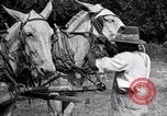 Image of Pesticide combat boll weevil United States USA, 1921, second 58 stock footage video 65675028385