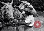 Image of Pesticide combat boll weevil United States USA, 1921, second 59 stock footage video 65675028385